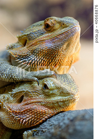 Couple of bearded dragons Couple of bearded dragons 40668876