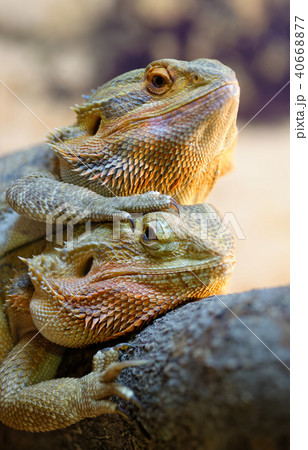 Couple of bearded dragons Couple of bearded dragons 40668877