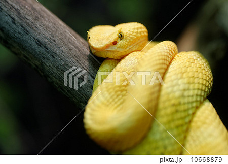 Yellow eyelash viper 40668879