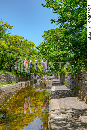 夙川の空を泳ぐ鯉のぼり 夙川の空を泳ぐ鯉のぼり 40668928