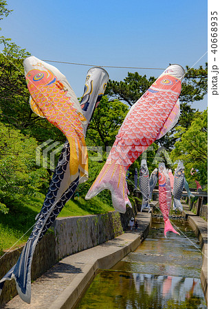 夙川の空を泳ぐ鯉のぼり 40668935