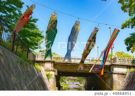 夙川の空を泳ぐ鯉のぼり 40668951