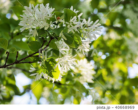 逆光で撮ったナンジャモンジャの花 40668969
