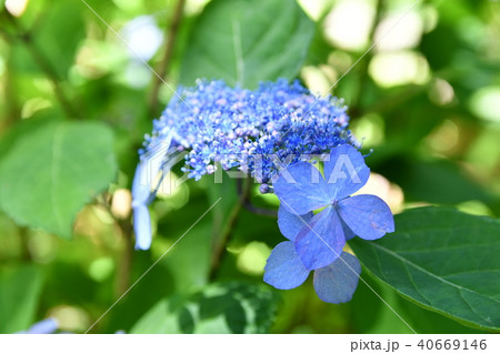 あじさい(クロヒメ/黒姫) ヤマアジサイ系 あじさい(クロヒメ/黒姫) ヤマアジサイ系 40669146