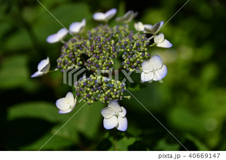 あじさい（深山黒姫／ミヤマクロヒメ）　ヤマアジサイ系 40669147