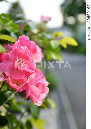 ばら（つるばら） 40669167