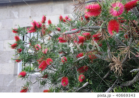 ブラシノキ 40669343