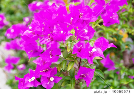 ブーゲンビリア 40669673