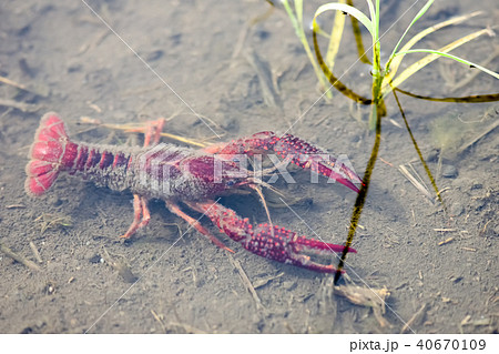 田んぼにいたマッカチン 田んぼにいたマッカチン 40670109
