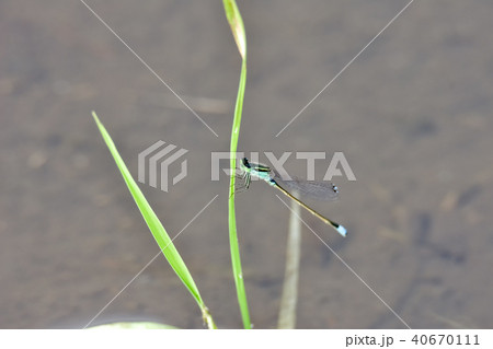 イトトンボ イトトンボ 40670111