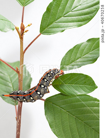 Yellow caterpillar look from behind grass blade Yellow caterpillar look from behind grass blade 40670258