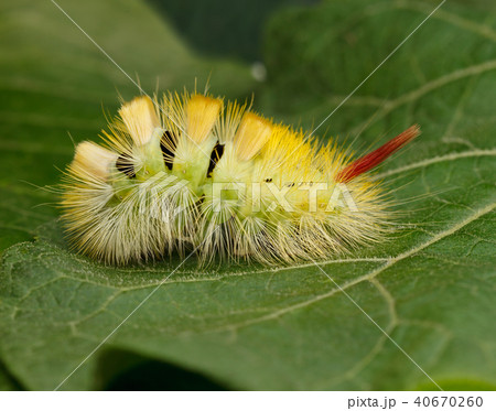 Yellow Caterpillar Look From Behind Grass Bladeの写真素材