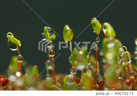 Yellow caterpillar look from behind grass blade Yellow caterpillar look from behind grass blade 40670273