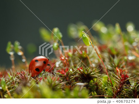Yellow caterpillar look from behind grass blade Yellow caterpillar look from behind grass blade 40670274