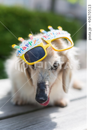 老犬 ダックスフンド 40670513