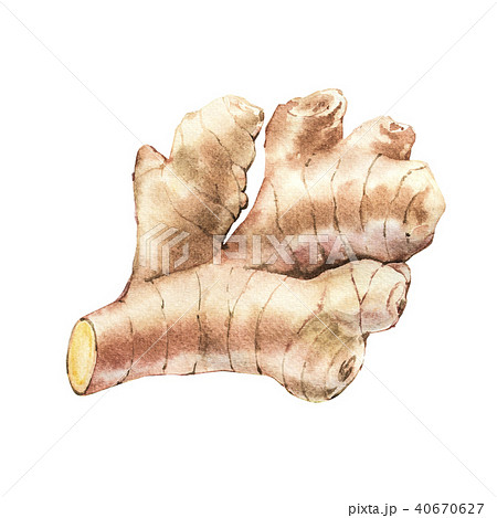 Hand Drawn Ginger watercolor sketch. Illustration For Food Design. Hand Drawn Ginger watercolor sketch. Illustration For Food Design. 40670627