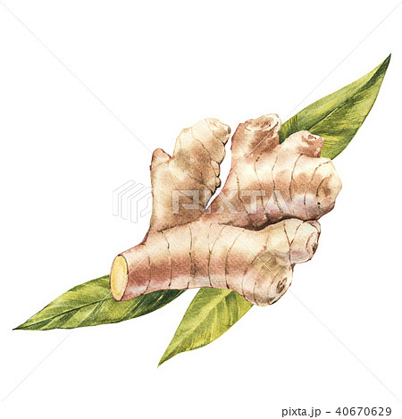 Hand Drawn Ginger watercolor sketch. Illustration For Food Design. 40670629