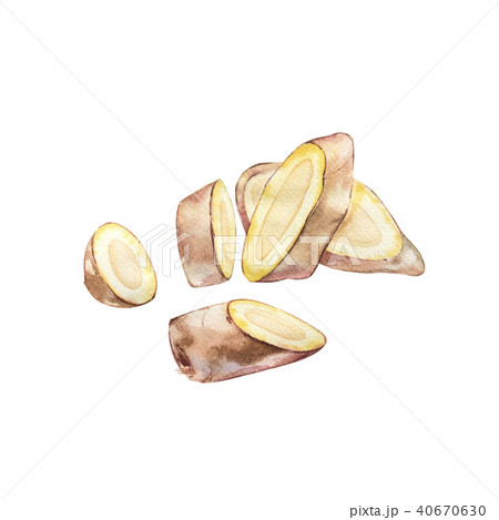Hand Drawn Ginger watercolor sketch. Illustration For Food Design. 40670630