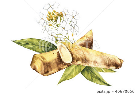 Watercolor horseradish sketch. Botanical illustration of organic, eco plant. Isolated on white 40670656