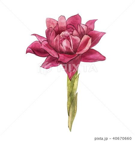 Hand Drawn Ginger flowers watercolor sketch. Illustration For Food Design. 40670660