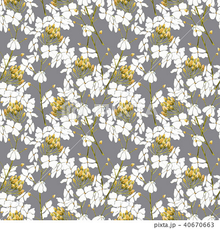 Watercolor horseradish flowers. Seamless pattern. Botanical illustration of organic, eco plant Watercolor horseradish flowers. Seamless pattern. Botanical illustration of organic, eco plant 40670663