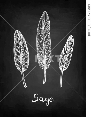 Sage chalk sketch. 40671004