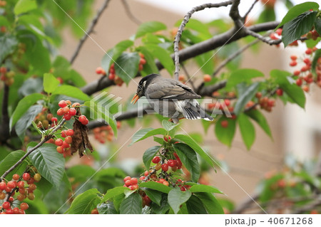 サクランボの実を食べるムクドリ サクランボの実を食べるムクドリ 40671268