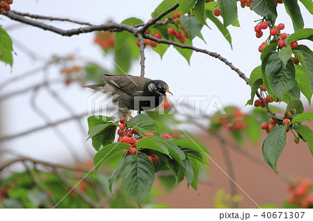 サクランボの実を食べるムクドリ サクランボの実を食べるムクドリ 40671307
