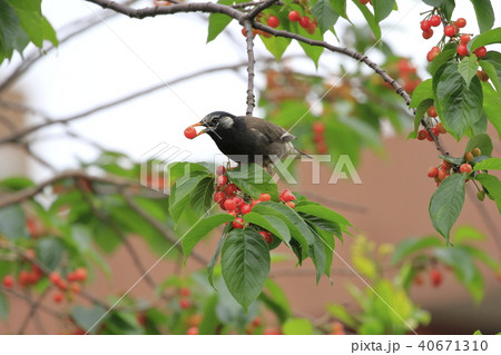 サクランボの実を食べるムクドリ サクランボの実を食べるムクドリ 40671310