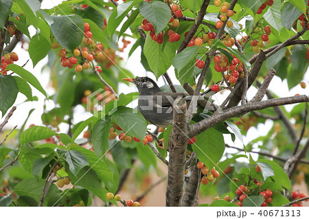サクランボの実を食べるムクドリ サクランボの実を食べるムクドリ 40671313
