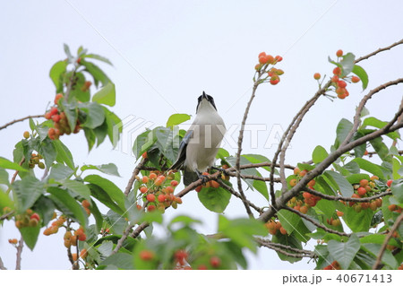 サクランボの木の上のオナガ 40671413