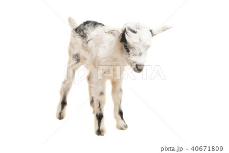 young goats isolated young goats isolated 40671809
