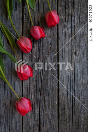 red tulips on wooden background 40671922