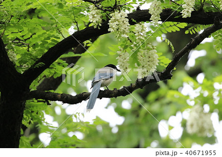 ハリエンジュの花とオナガ ハリエンジュの花とオナガ 40671955