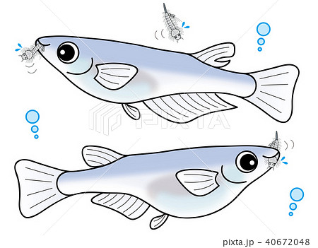 ボウフラを食べるめだかのオスとメス ボウフラ小さめ セットのイラスト素材