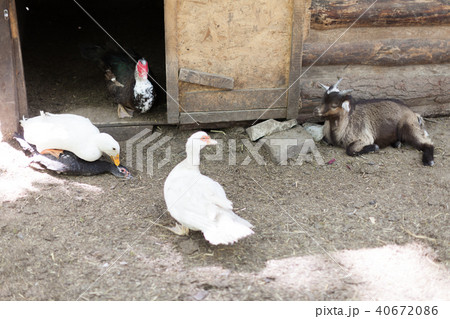 Domestic duck and goats in the birds yard Domestic duck and goats in the birds yard 40672086