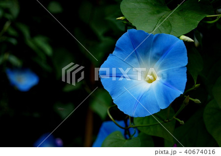 Morning Glory Flower 40674016