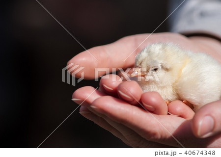 Close up two newborn yellow chicken on the hand Close up two newborn yellow chicken on the hand 40674348