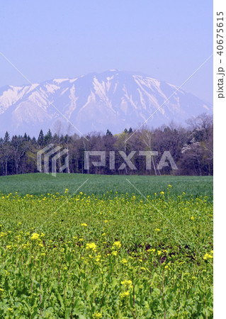 岩木山　桜　一本桜  小岩井農場　 40675615