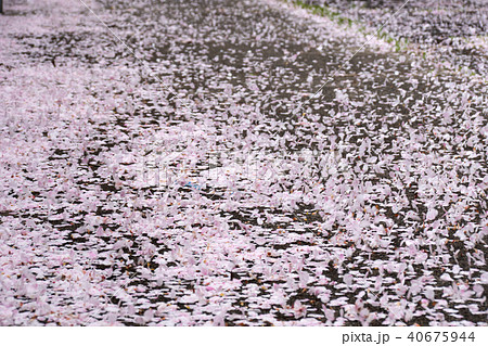 地面に散る桜の写真素材