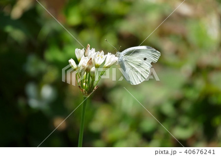 植物と昆虫 40676241