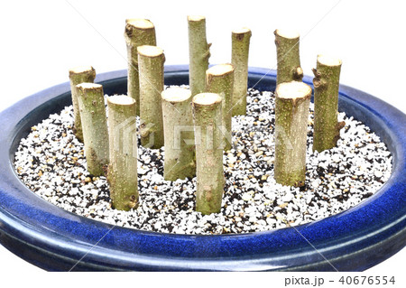 酔芙蓉　挿し木 （ fix撮影 ） 40676554