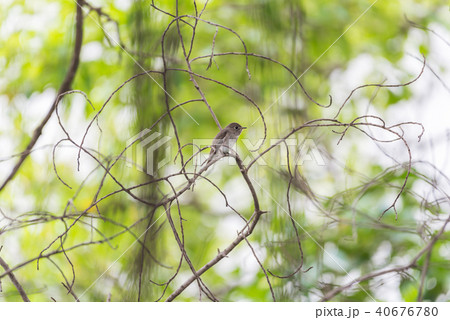 Bird (Asian brown flycatcher) in nature wild 40676780