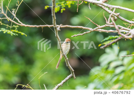 Bird (Brown shrike) on tree in a nature wild Bird (Brown shrike) on tree in a nature wild 40676792