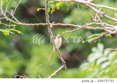 Bird (Brown shrike) on tree in a nature wild Bird (Brown shrike) on tree in a nature wild 40676793