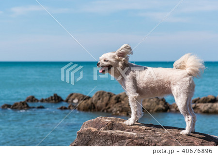 Dog happy fun on rocky beach when travel at sea 40676896