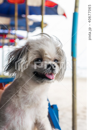 Dog sitting on beach chair when travel at sea Dog sitting on beach chair when travel at sea 40677065