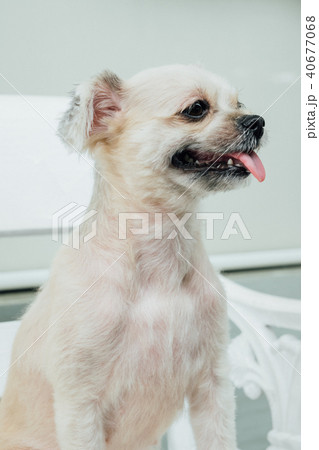 Dog sitting and looking at something when travel Dog sitting and looking at something when travel 40677068