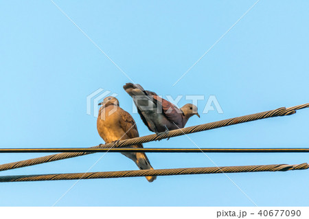 Bird (Dove, Pigeon or Disambiguation) in a city 40677090