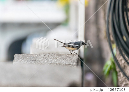 Bird (Oriental magpie-robin) in a nature wild 40677103